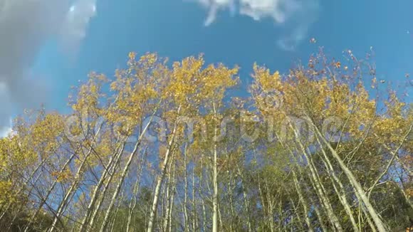 美丽的黄秋色树和云的流动时间流逝视频的预览图