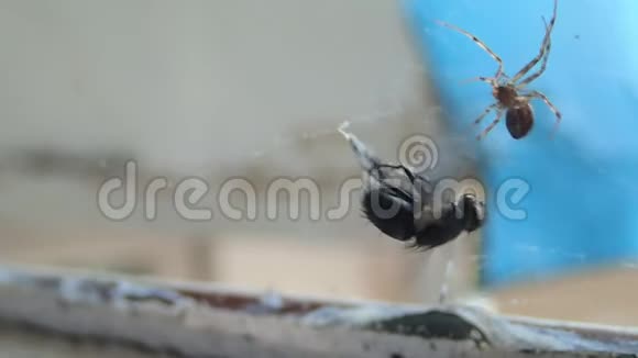 家中的蜘蛛准备一只苍蝇吃它用丝绸覆盖猎物的头部视频的预览图
