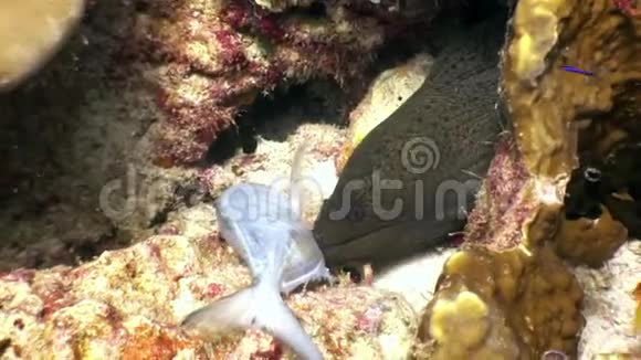在马尔代夫的海底黑鳗捕获捕食的食物鱼视频的预览图