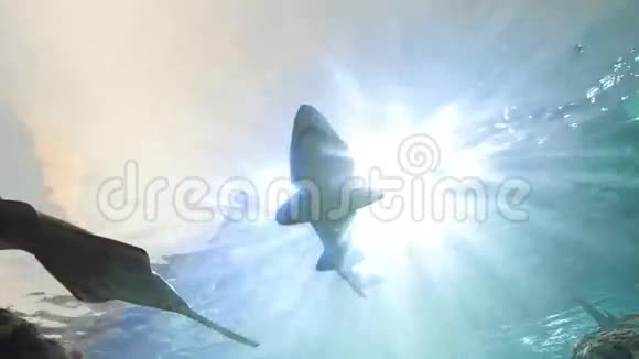 锯鱼和鲨鱼视频的预览图