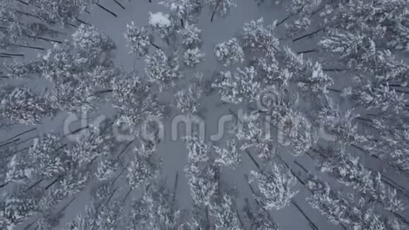 从无人驾驶飞机上看到的冬季森林视频的预览图