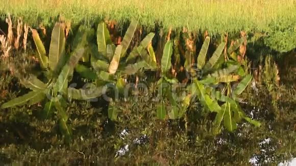 池塘中香蕉树的倒影视频的预览图