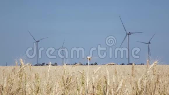 在晴朗的阳光下有风车和黄色小麦的景观视频的预览图