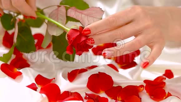 手和玫瑰放在白绸上动作缓慢视频的预览图