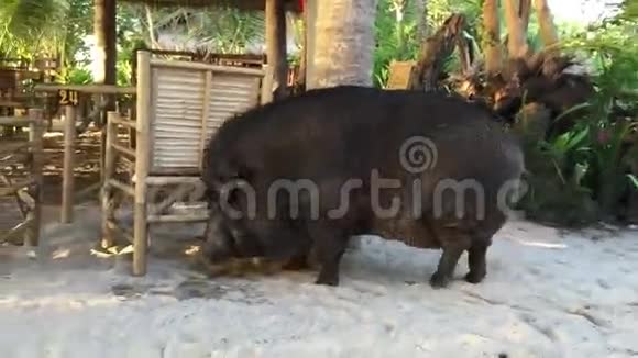 大黑猪走在沙子边视频的预览图
