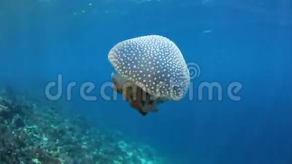 在印度尼西亚的Alor游泳水母视频的预览图
