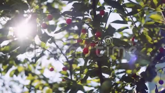 太阳的光线穿过樱花树的叶子视频的预览图