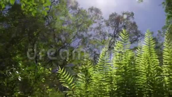 蚯蚓的视野拍摄高大的植物视频的预览图