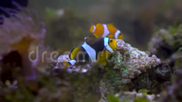 小丑鱼漂浮在水族馆里视频的预览图