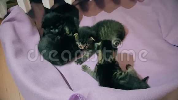 刚出生的小猫宝宝在猫篮里一起活动视频的预览图