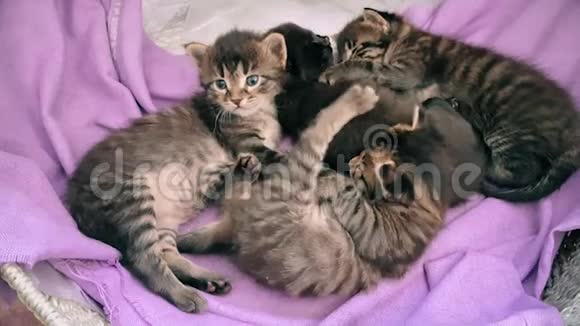 刚出生的小猫在猫篮里一起休息视频的预览图