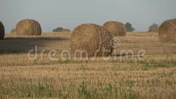 稻草堆在收获的田野和老橡树影的傍晚视频的预览图