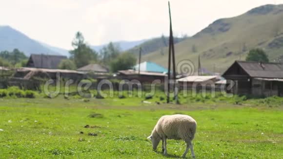 山区的羊群群斯洛伐克的塔特拉山视频的预览图