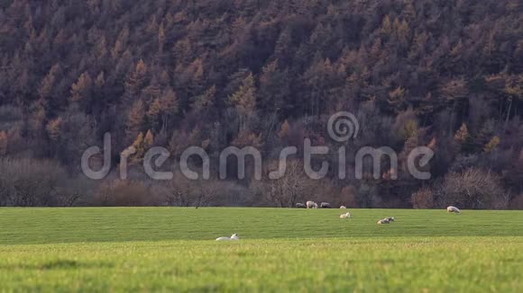 在秋天的牧场放牧的羊视频的预览图