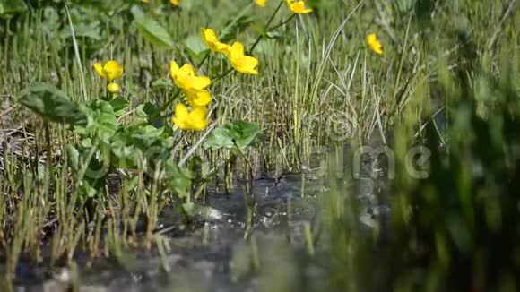 在夏日阳光下美丽的小黄毛花在小淡水小溪旁视频的预览图