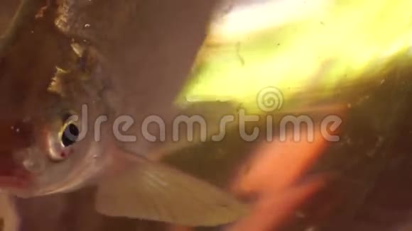 碗里的鱼第18版视频的预览图
