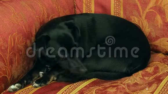 小狗睡沙发视频的预览图