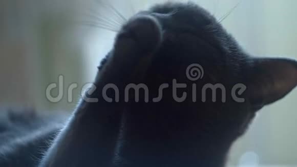 灰猫舔爪子特写镜头视频的预览图