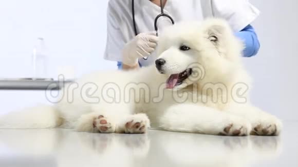 兽医诊所里的兽医检查犬牙齿耳朵皮毛和爪子检查视频的预览图