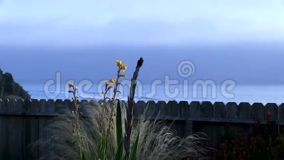 海阔天空中的蜂鸟坐拥植物视频的预览图