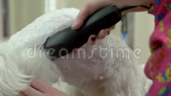 狗手用剪发器视频的预览图