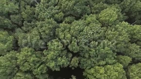 风中森林波浪的空中视频视频的预览图