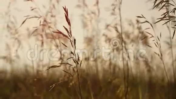 日落时草在风中摇曳视频的预览图