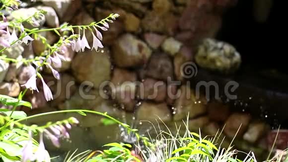 一个花园喷泉的背景上的霍斯塔兰西菲利亚视频的预览图