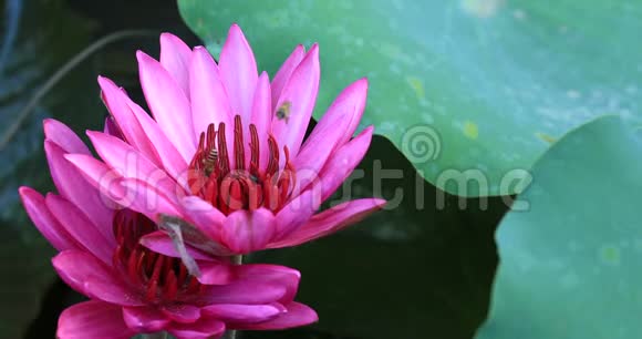 蜜蜂采蜜在池塘中的粉红色莲花处视频的预览图