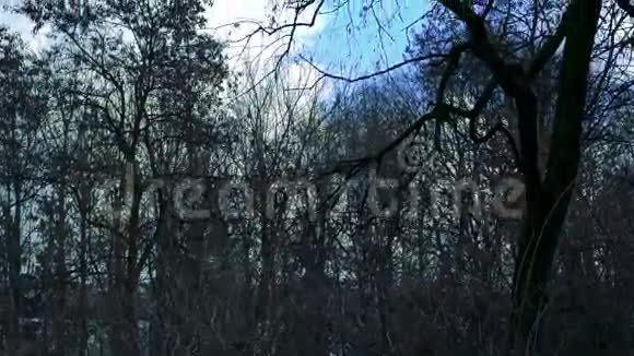 冬天树林里的蓝天视频的预览图