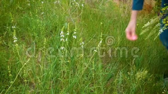 女孩在草地上采花视频的预览图