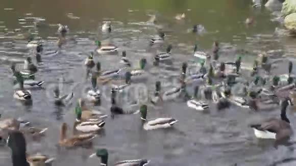 许多野鸭和加拿大鹅在池塘里追逐食物视频的预览图