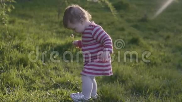 快乐的蹒跚学步的女孩走在草地上在春天的公园里摘花摘叶视频的预览图