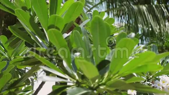 在花园里合上了梅花泰国苏梅岛热带岛屿3840x2160视频的预览图