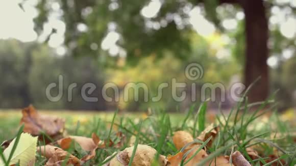 秋风吹散的秋叶视频的预览图