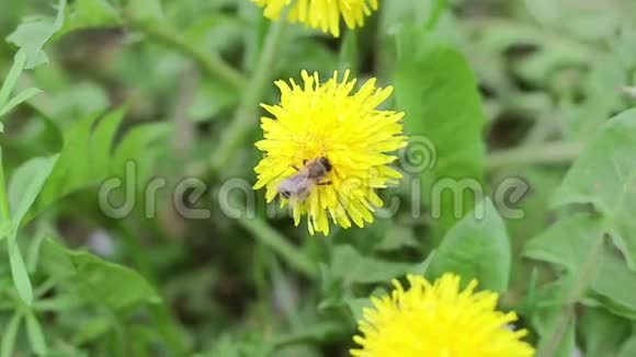 蜜蜂在蒲公英上采蜜视频的预览图