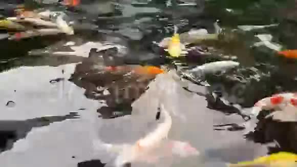 鲤鱼在东方池塘里游泳视频的预览图