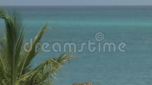 土耳其和凯科斯岛上的棕榈叶和海洋视频的预览图
