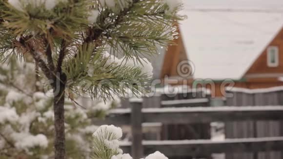 雪在木屋背景上的云杉树枝上融化视频的预览图