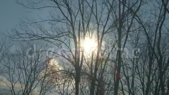 冬天无叶的树木迎着阳光视频的预览图
