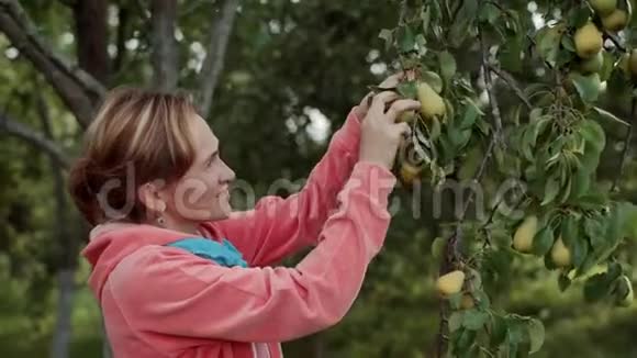 一个女人从树上摘下一个梨在小屋收获视频的预览图