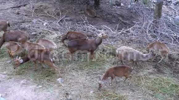 鹿群鹿角在野外在草地上吃草泰国视频的预览图