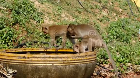 猴子在一碗水中抓住一只青蛙并与它一起玩泰国视频的预览图