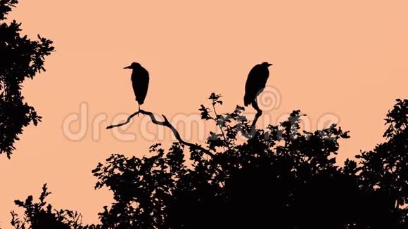 灰蒙蒙的苍鹭的一对映着剪影坐在树上视频的预览图