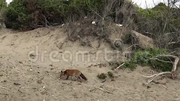 红狐沿着海滩嗅着视频的预览图