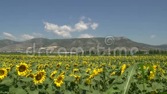 来自向日葵的田野背景是希腊卡瓦拉的群山视频的预览图