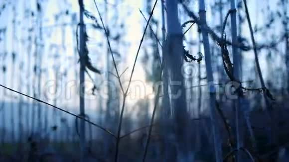 草地日落背景模糊自然农业视频的预览图