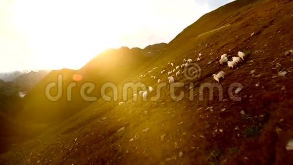 羊群群白羊群鸟瞰景观视频的预览图