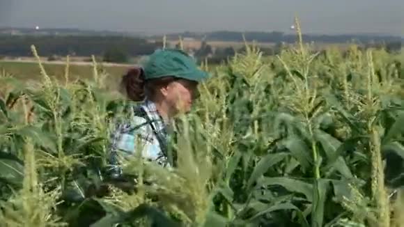 穿着工作服的女人走在玉米地里视频的预览图