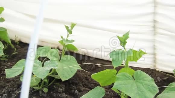 白料下黄瓜幼苗家庭地块后院有年轻的开花植物无纺布视频的预览图